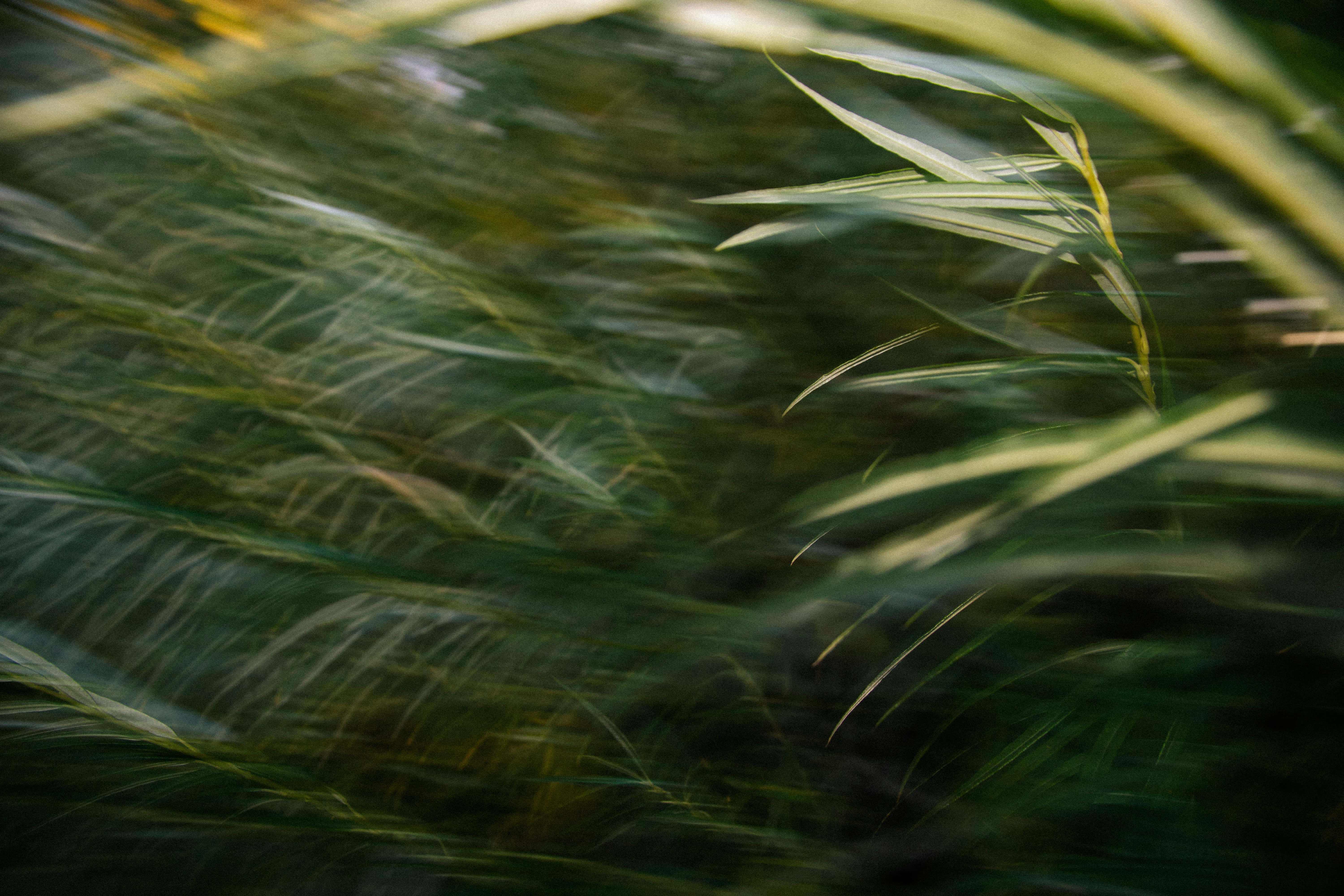 reinis-bruzitis-SybxiL8tYjA-unsplash